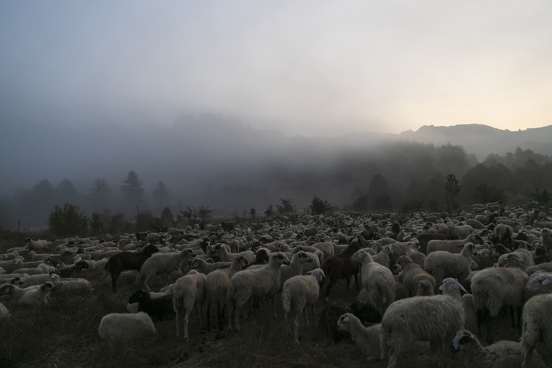 2-The-herd-moving-southern-as-winter-is-coming-1317b8a8-202e-433c-b850-3cc374be8250