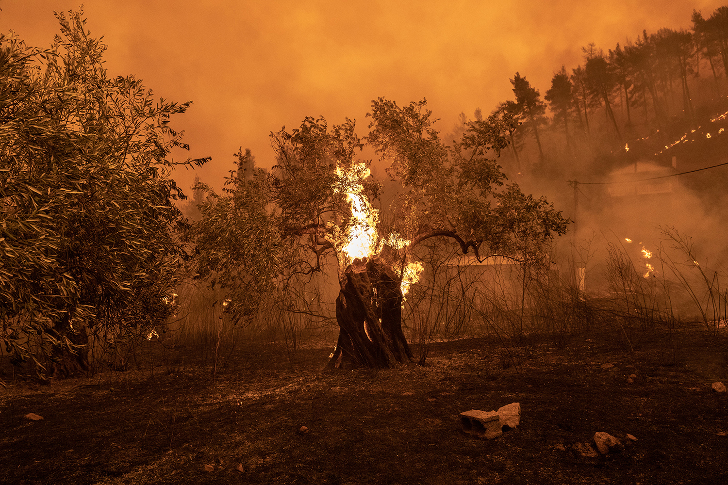 Konstantinos-Tsakalidis-101-Burning-Olive-Tree