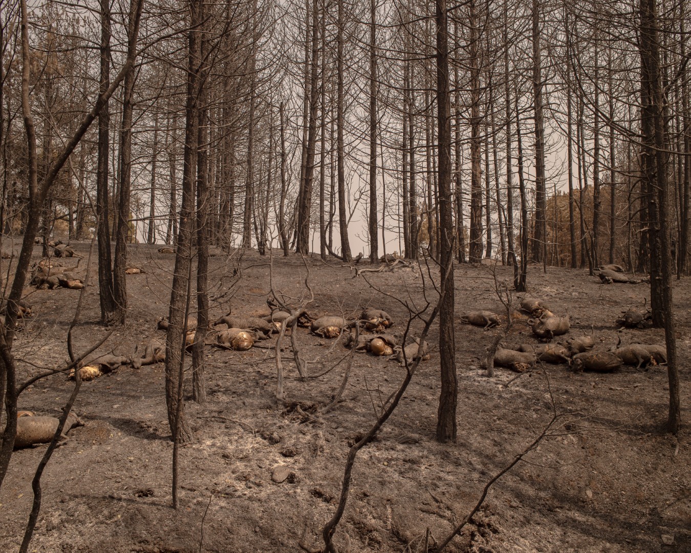 Landscapes of a Changing Environment-08